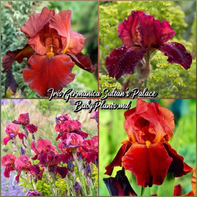 Iris Germanica Sultan's Palace 